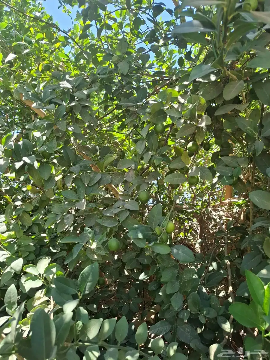 ليمون 1