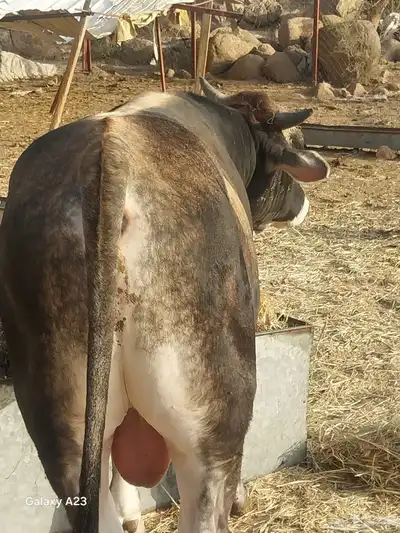 ثور جذع و حسيله للبيع 4