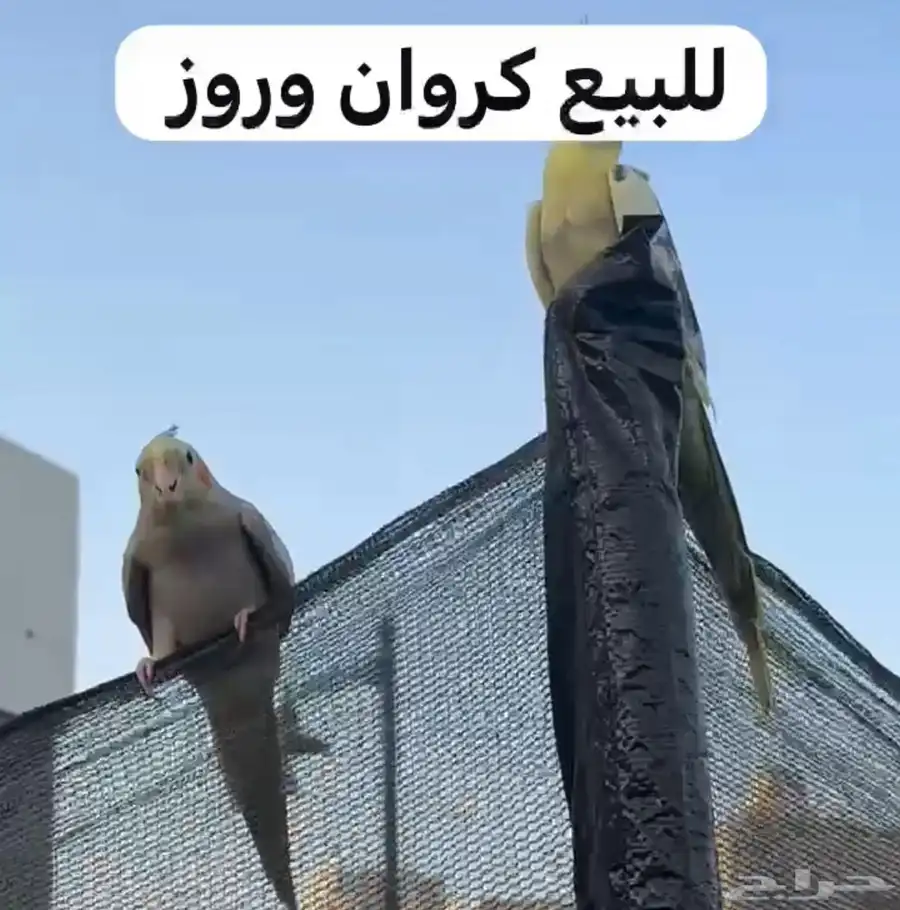 للبيع طيور 0