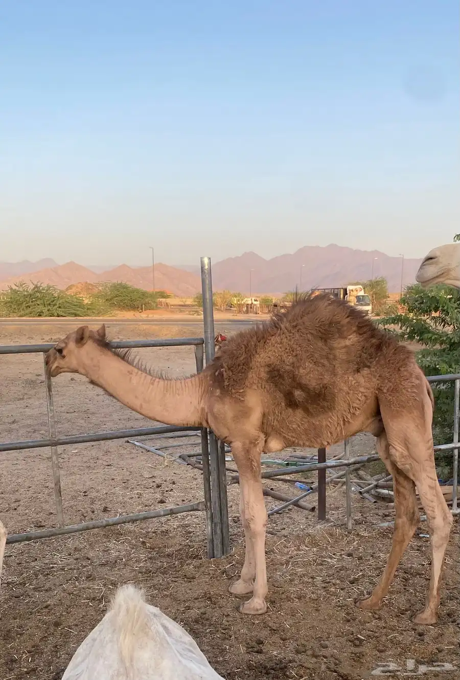 قعدان للبيع 3