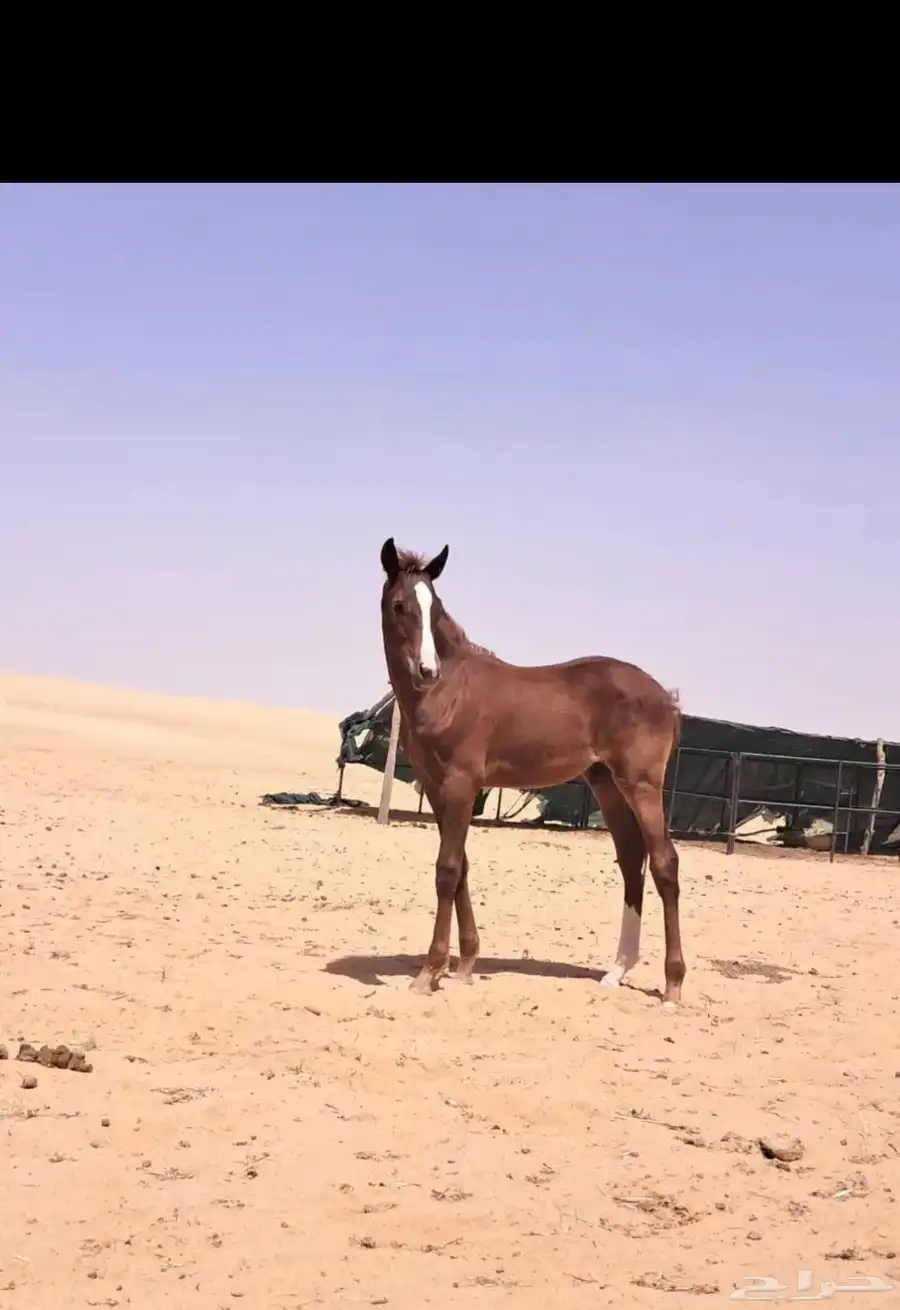 البيع مهر عربي مع البل 1