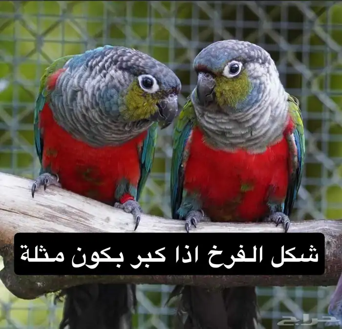 فرخ كنيور كريمسون اهل التميز 1