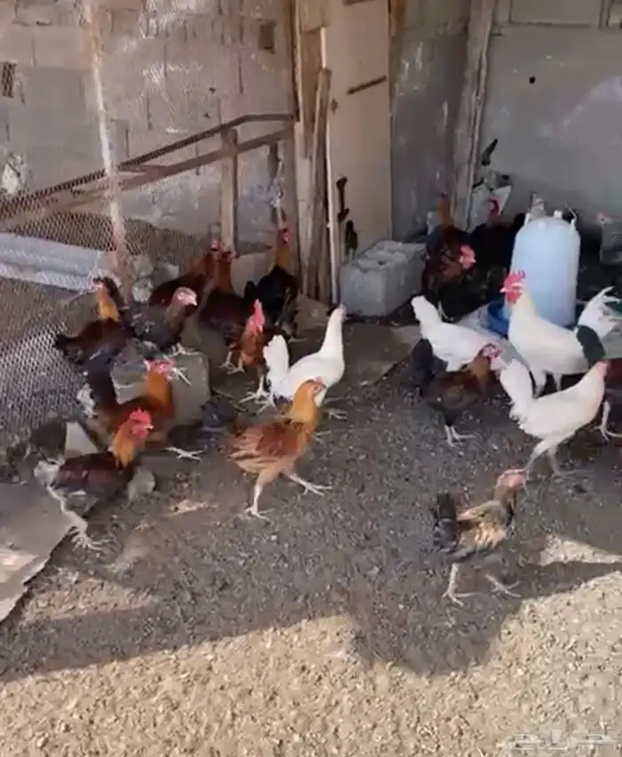 ديوك بلدي نظيفه و سليمه من الأمراض 3