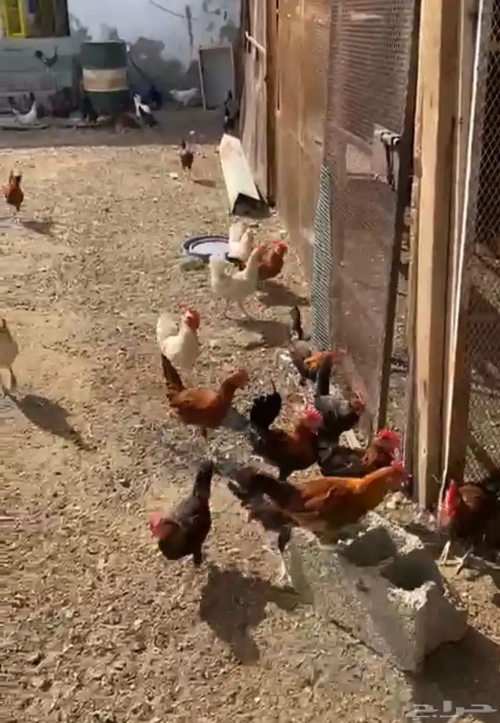 ديوك بلدي نظيفه و سليمه من الأمراض 1