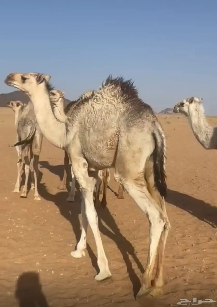 حشو للبيع 1