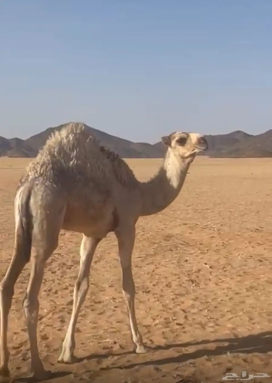 حشو للبيع 3