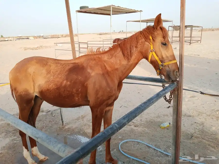 مهر شعبي 3