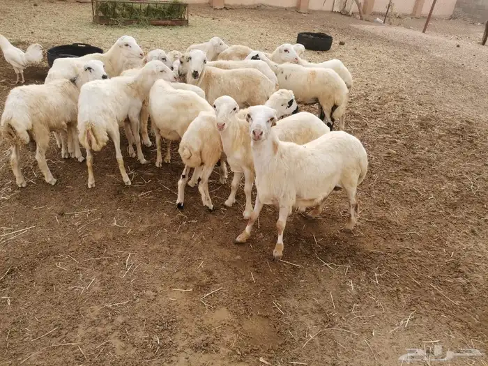 فران بلدي للبيع 0