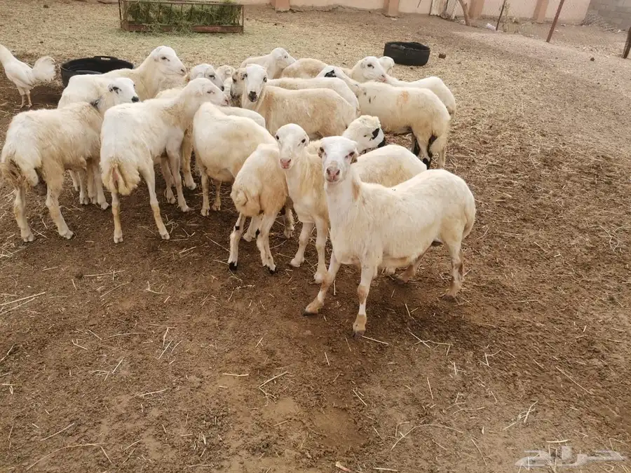 فران بلدي للبيع 0