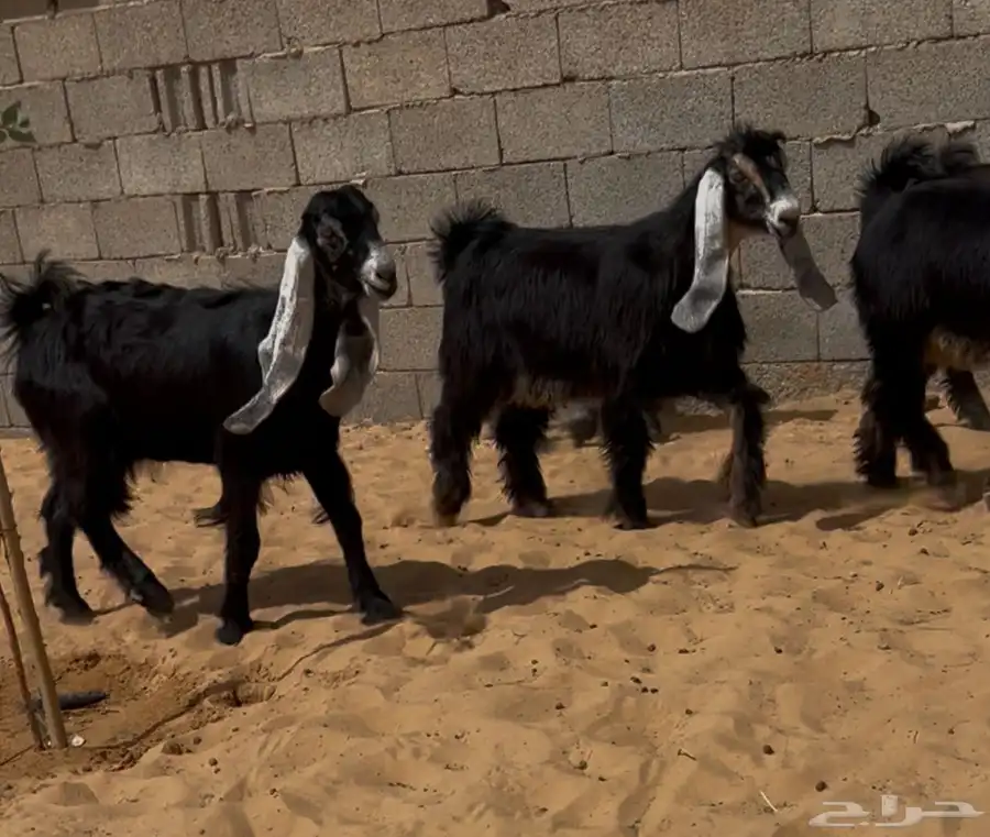 5 جفرات جذعات 0