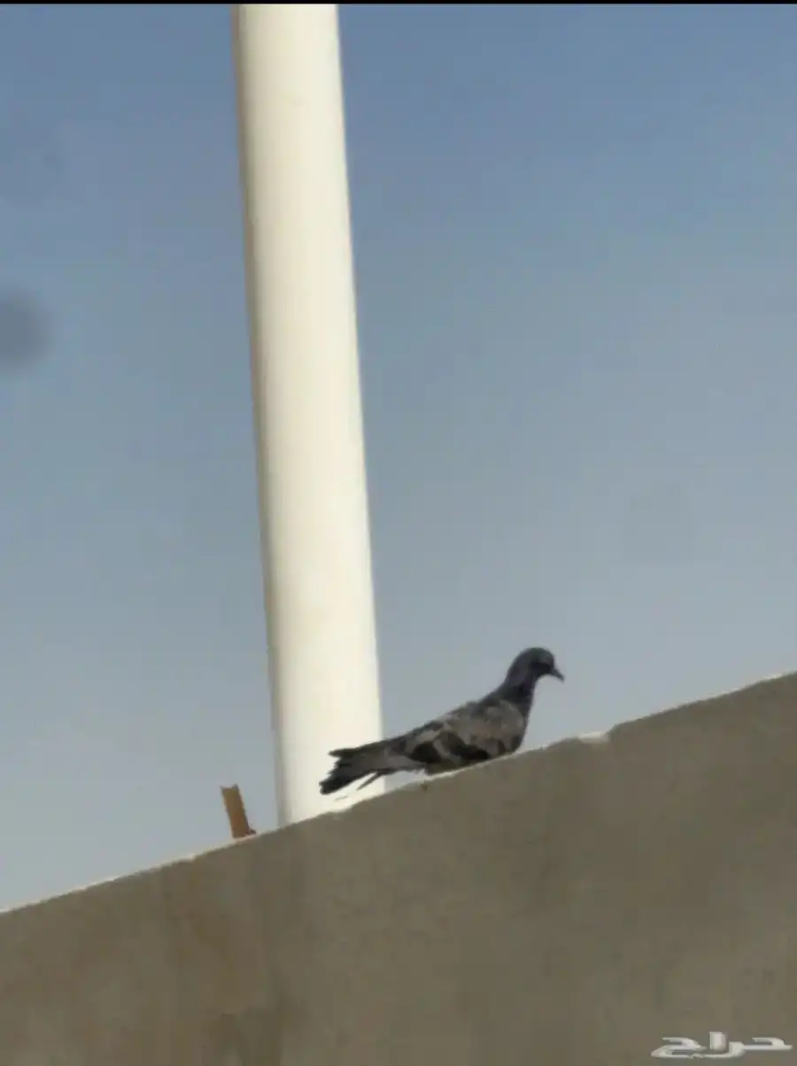 حمام للبيع 10