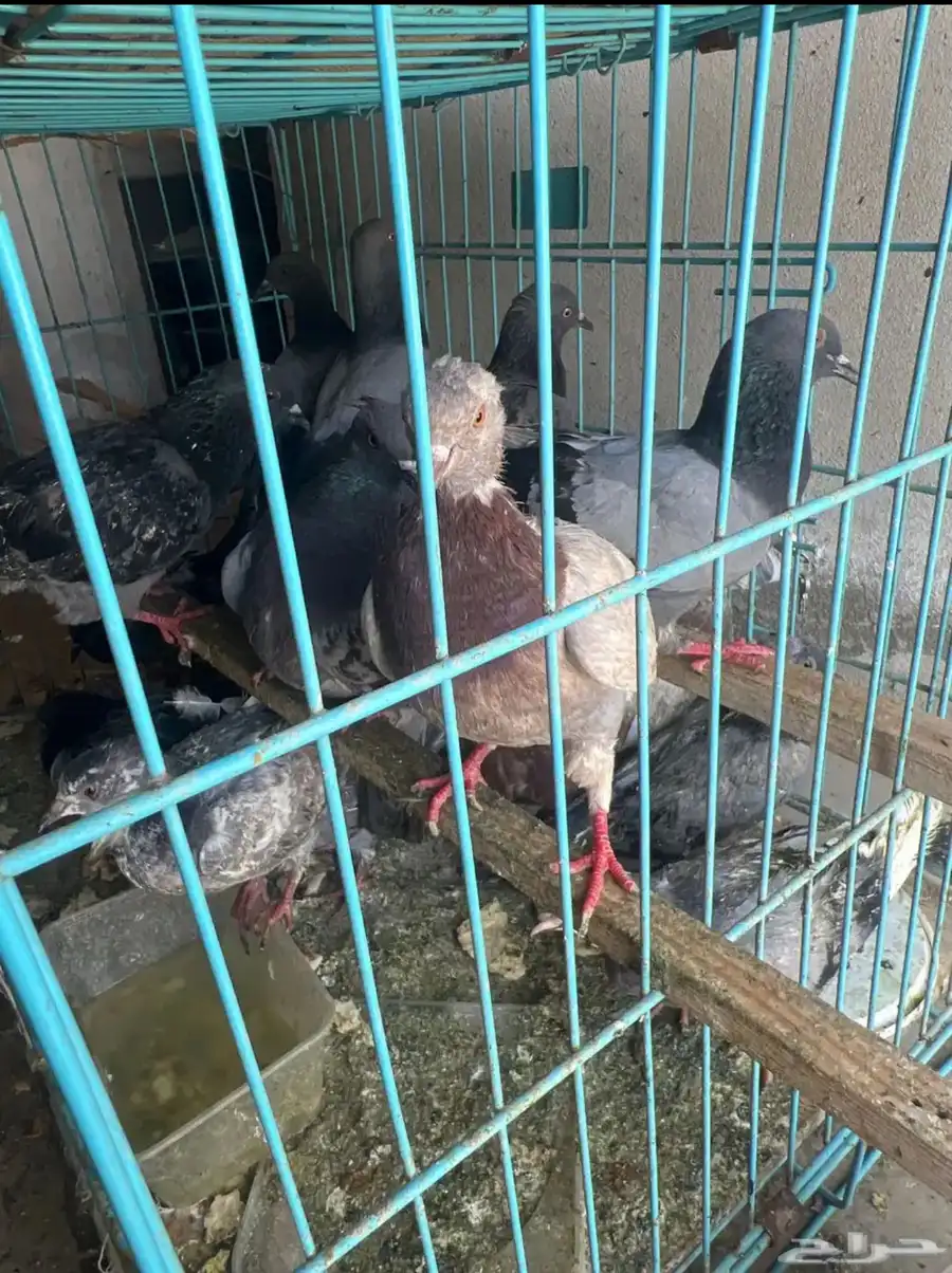 حمام للبيع 7
