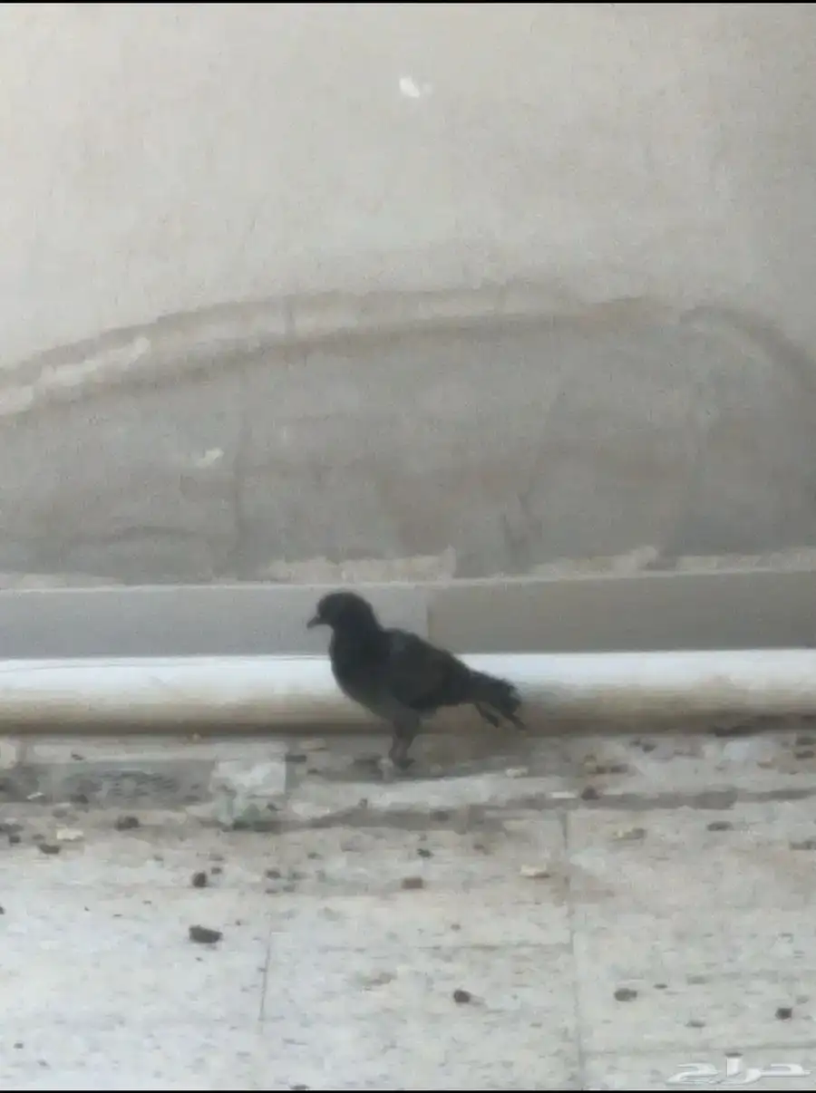 حمام للبيع 11