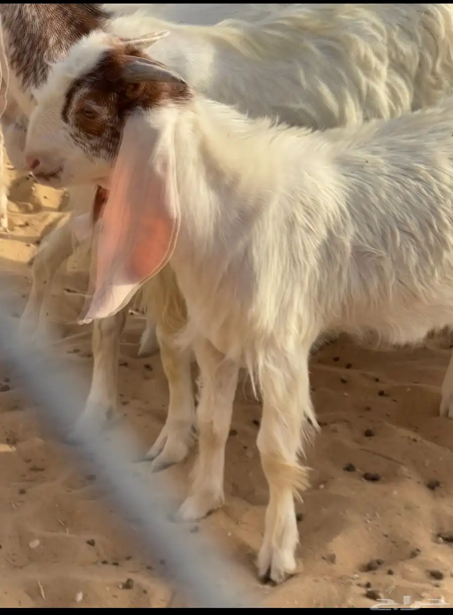 تيس مشروك 0