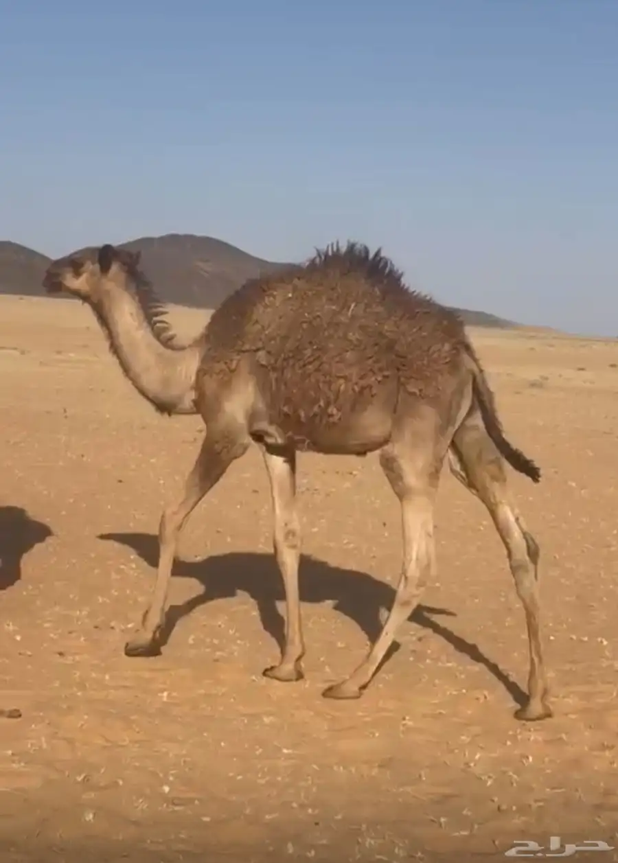 حشو للبيع 2