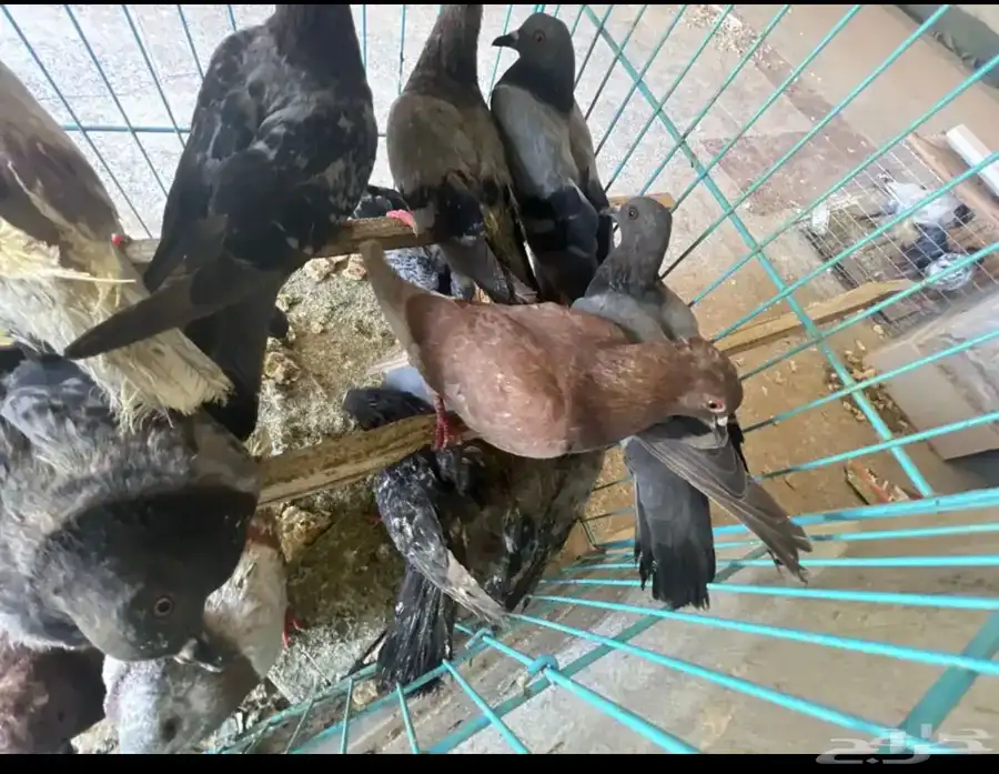حمام للبيع 4