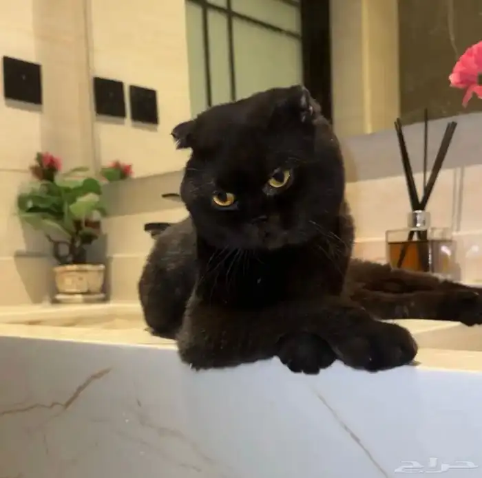 سكوتش فولد بلاك 0