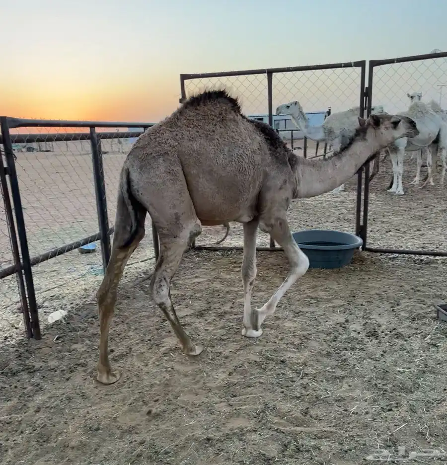 قعود مفرود 1