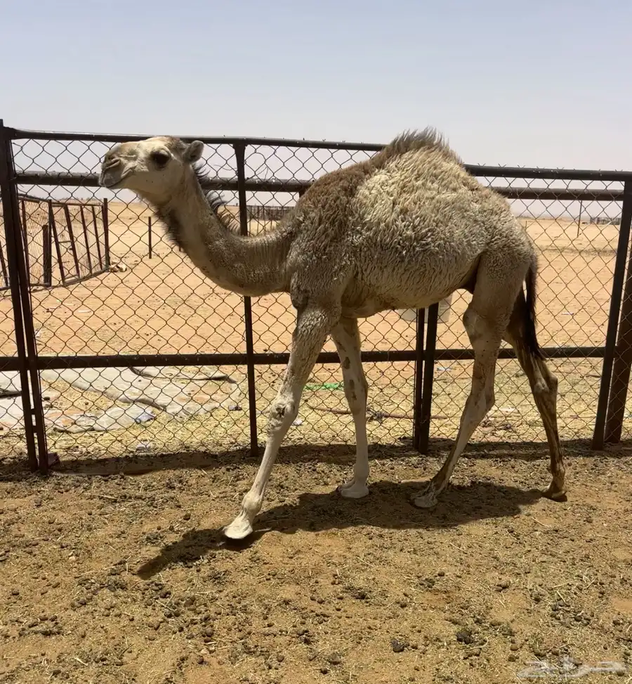 عشرا طيبه 5