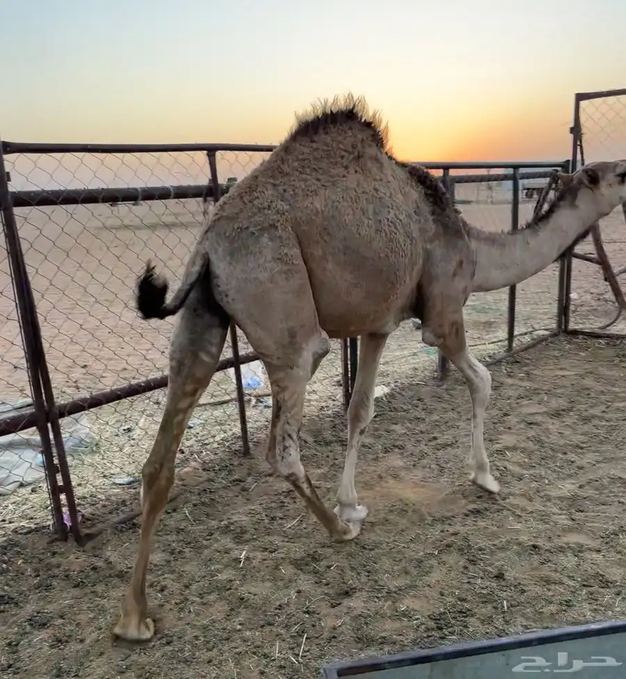 قعود مفرود 0