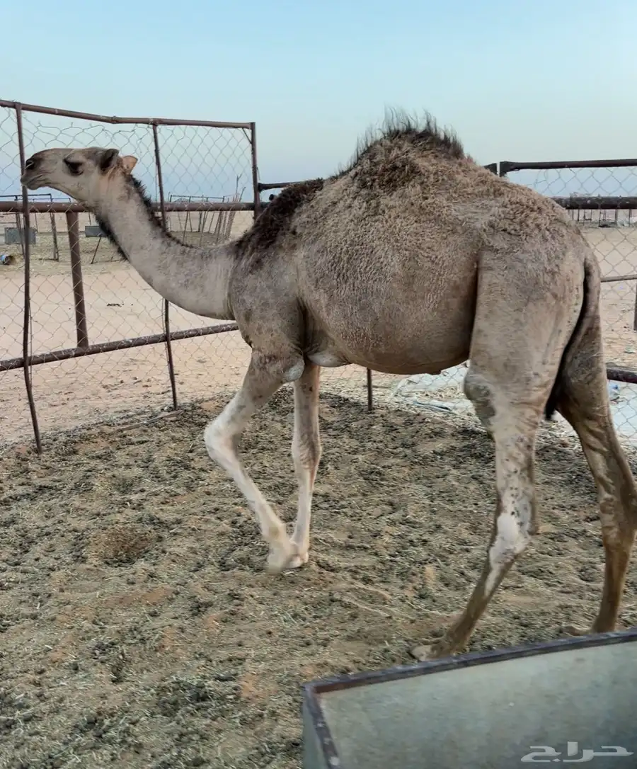 قعود مفرود 3