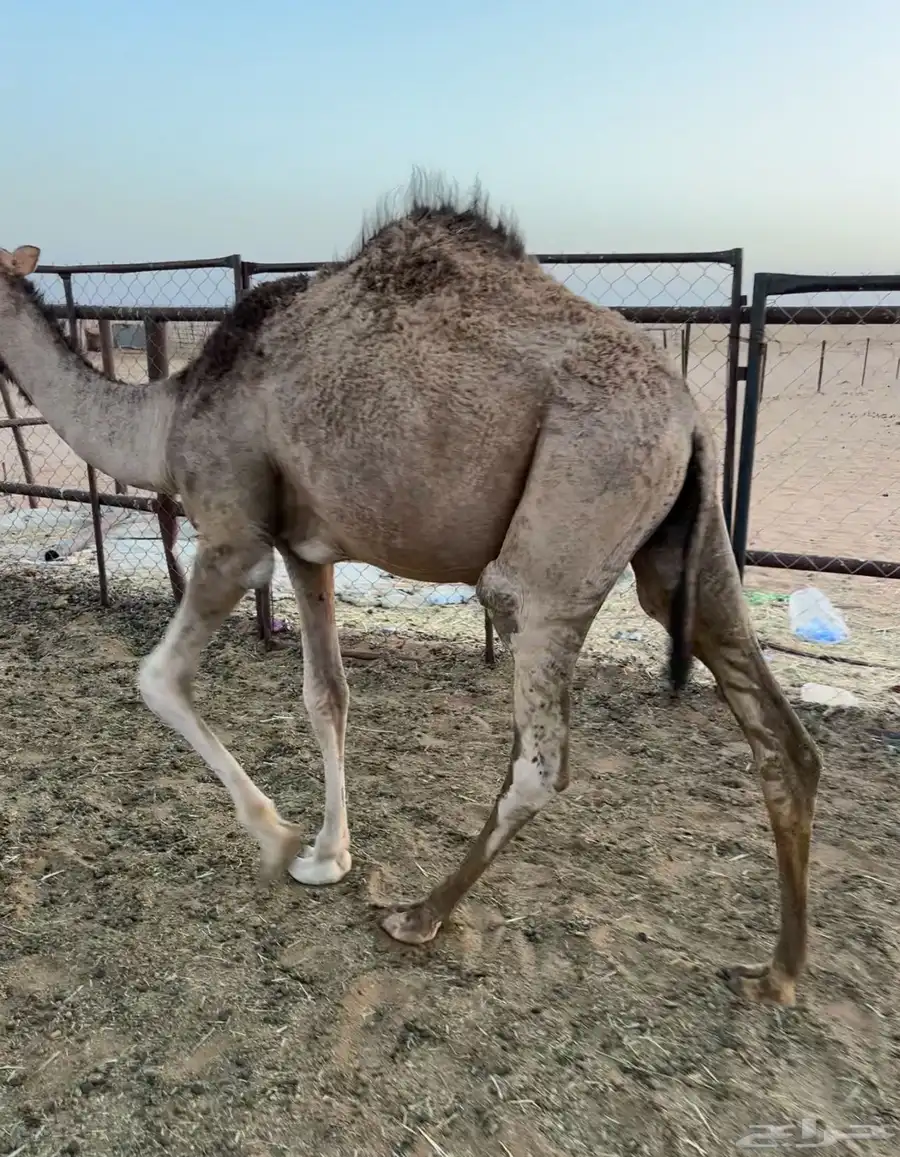 قعود مفرود 2