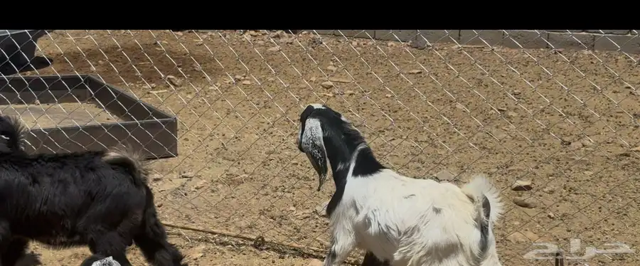 تيوس طيبه شحم 0