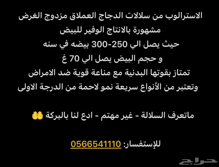 صوص الاسترالوب للبيع 1
