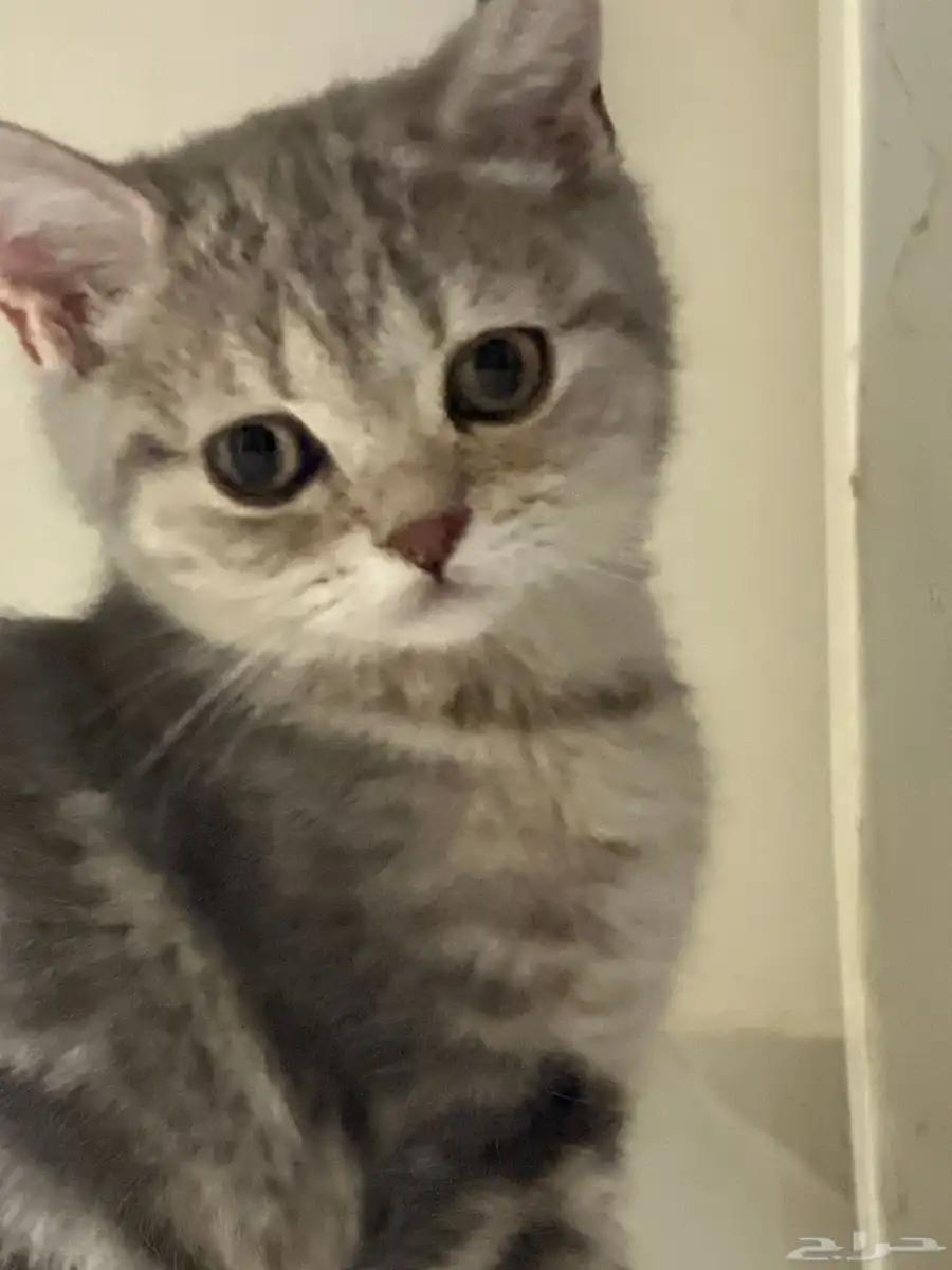 كيتن سكوتش ستريت 7