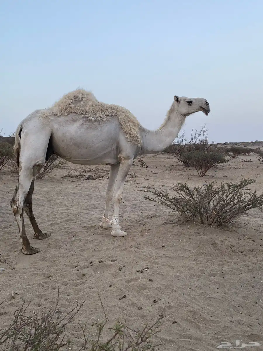 ناقه لقحه وبكره 4