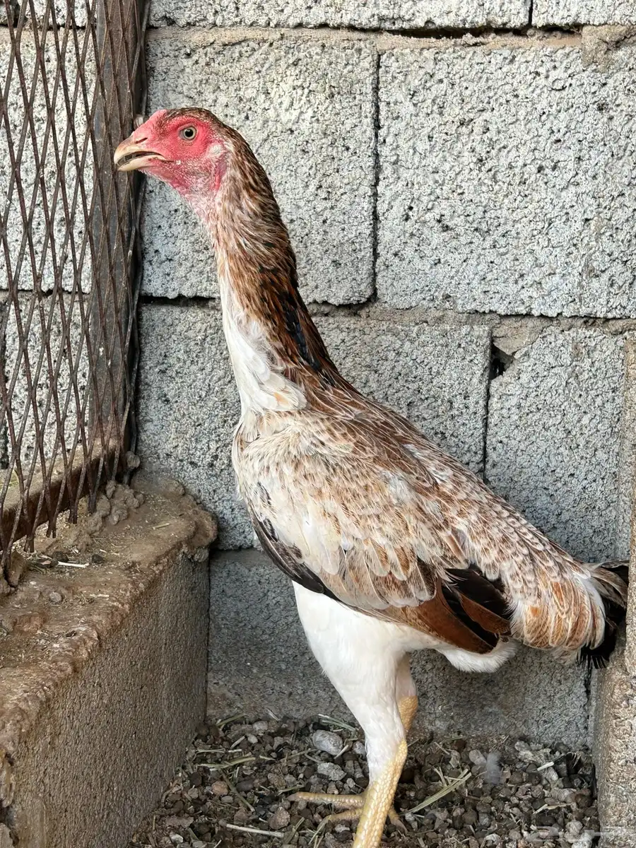 دجاج شامو 2