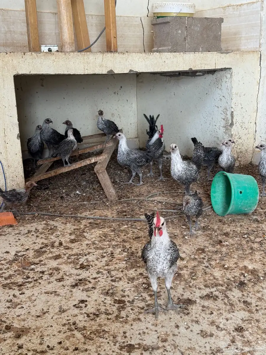 صوص شبابي سوبر جامبو 0