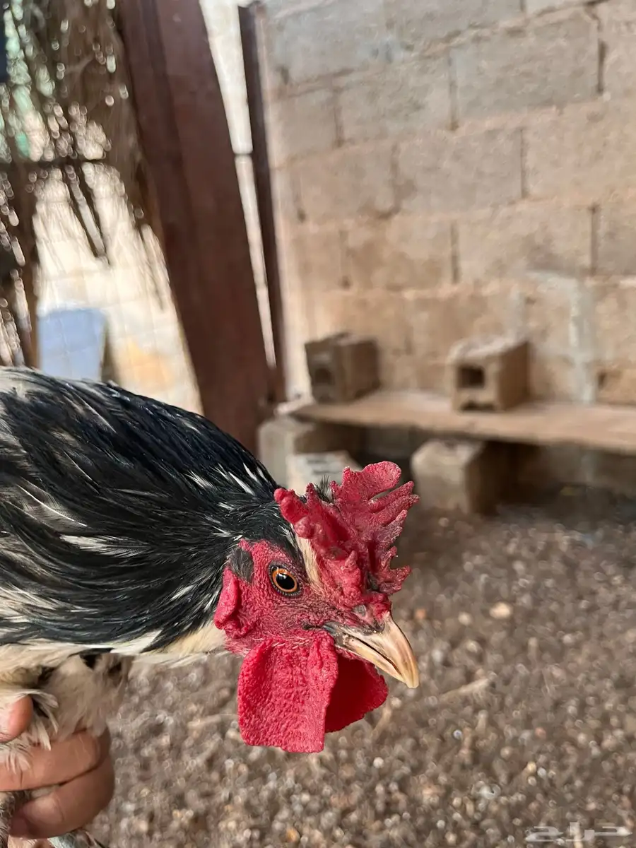 ديك ابو تاج مميز 2