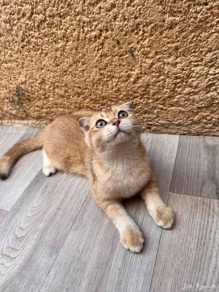 سكوتش فولد للبيع 3