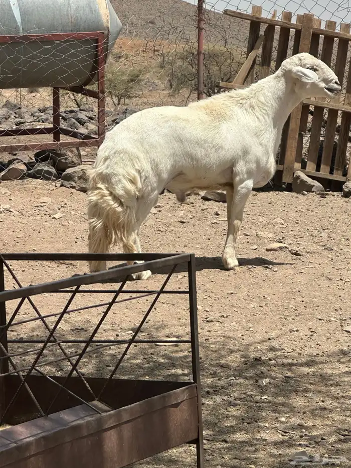 خروف فحل 0
