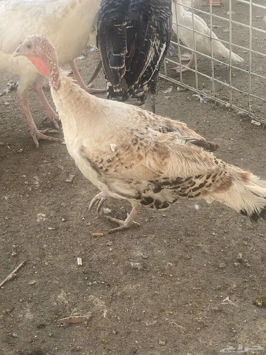 طقم دجاج رومي 2