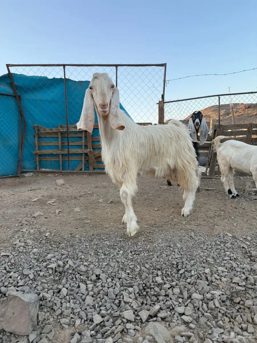 تيس فحل ابيض نادر صنف 4