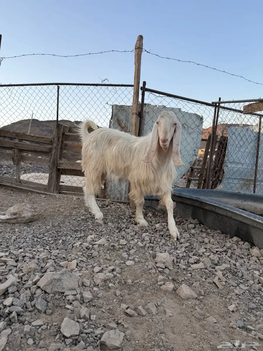 تيس فحل ابيض نادر صنف 1