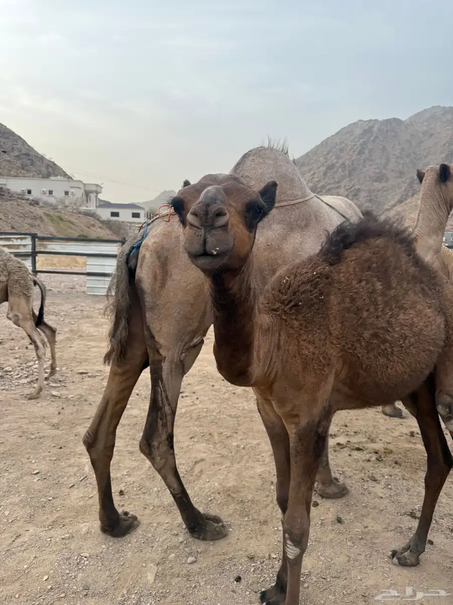 مواسي 2