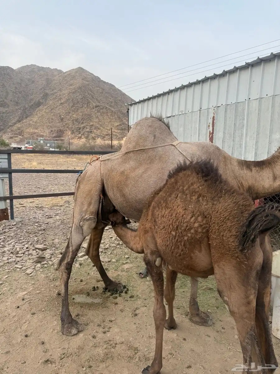 مواسي 0