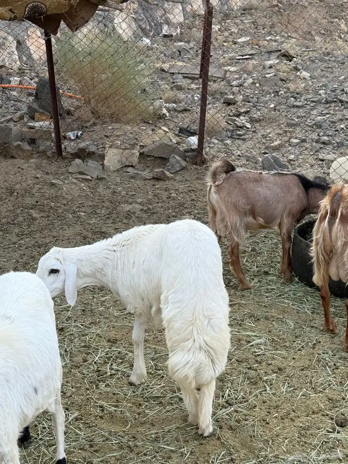 رخل للبيع 0