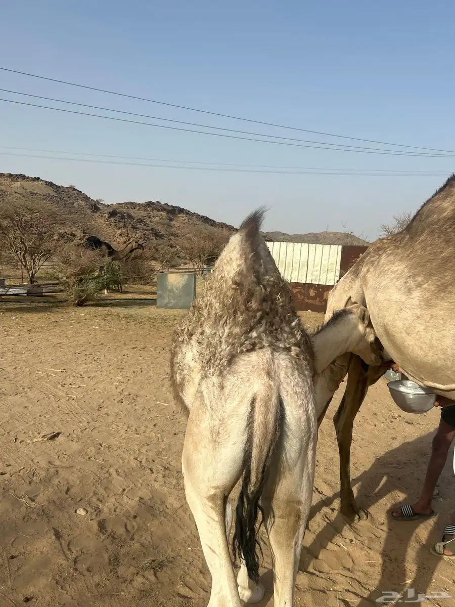 قعود 1