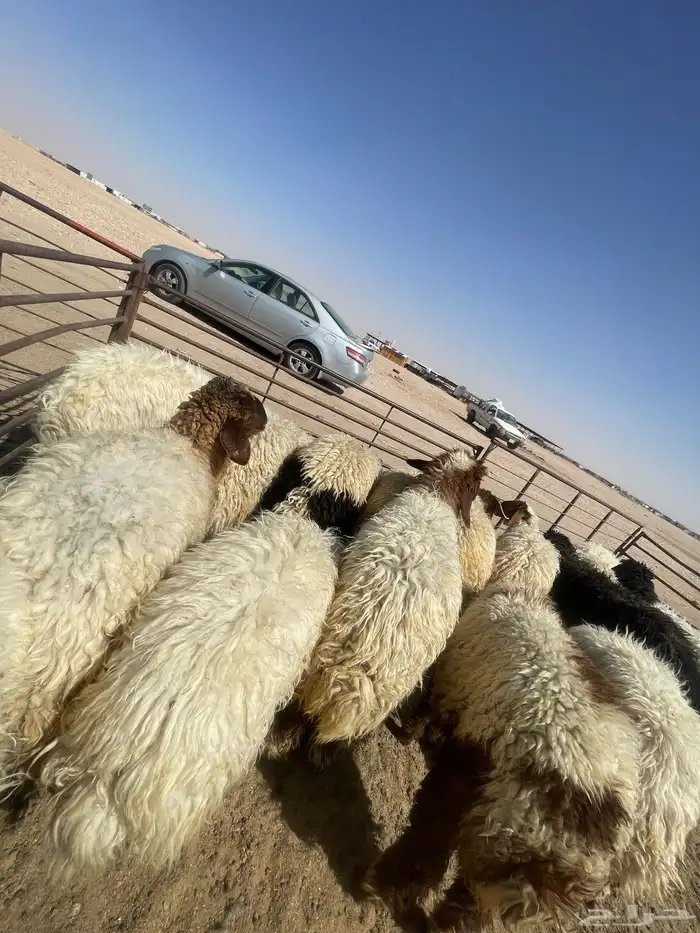 ذبايح طيب باسعار منافسه نعيمي 8