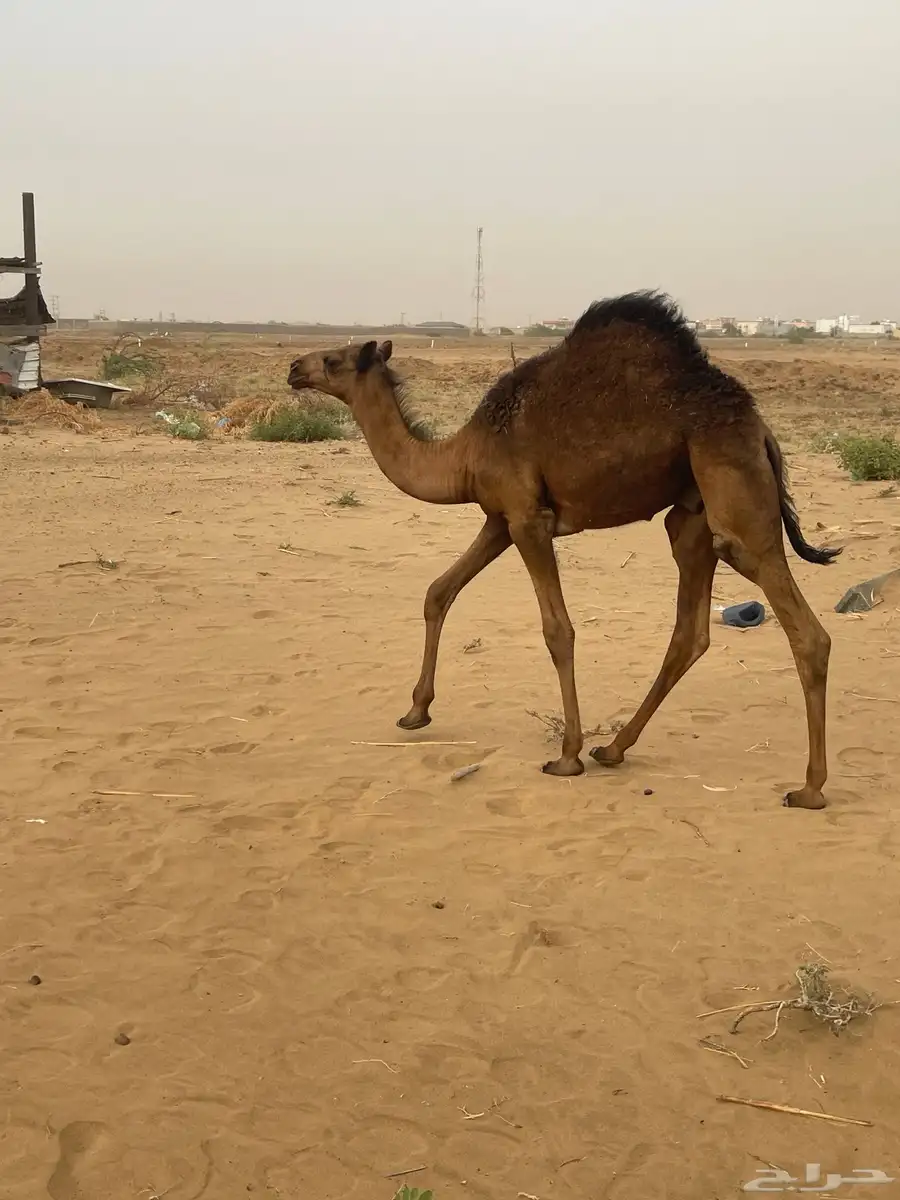 قعود 5