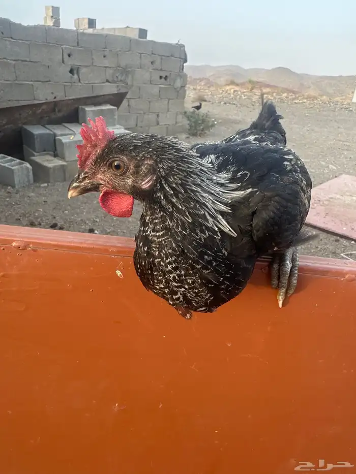 نوادر الدجاج 1
