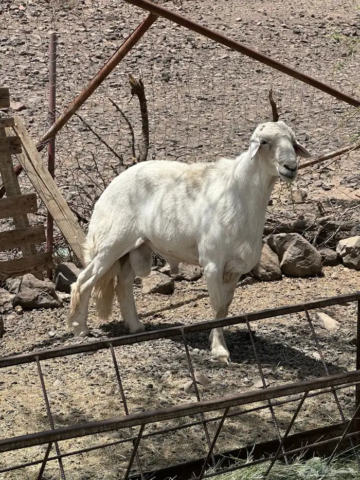 خروف فحل 2