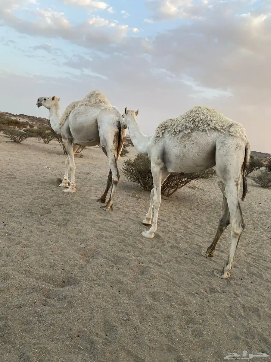 ناقه لقحه وبكره 0