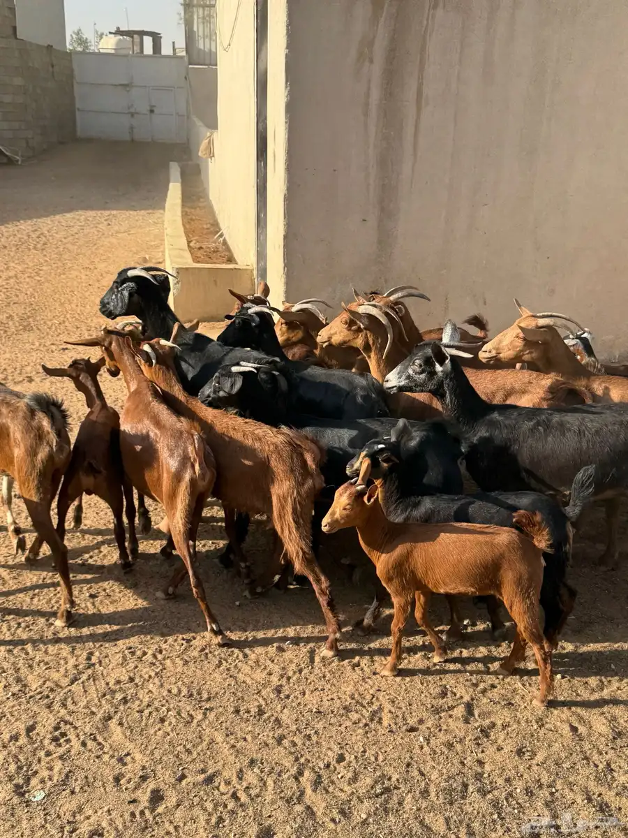 معزا جنوبيه 5