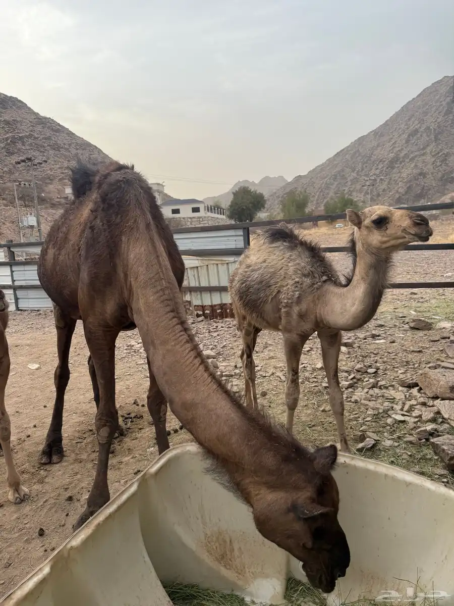 مواسي 7