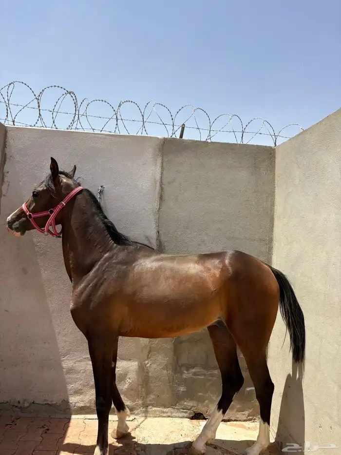 مهر عربي رفيع ورق 4